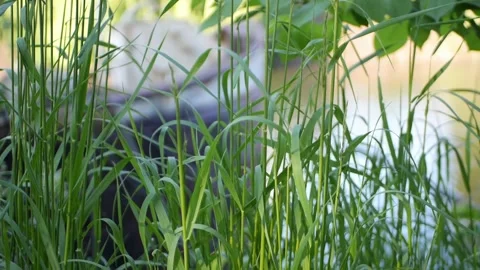 Grass on river in slow motion, no sound. Stock Footage 310575419