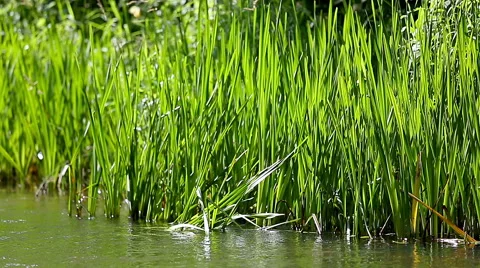 Grass by a River in summer breeze Stock Footage 52401902