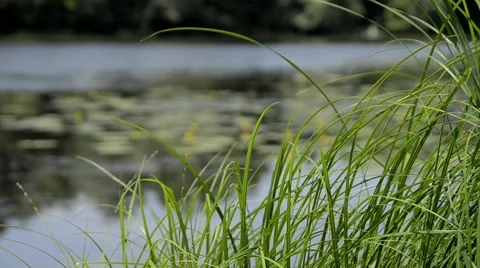 Grass on the river, windy condition Stock Footage 52371136
