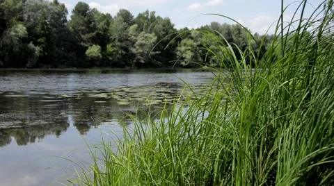 Grass on the river, windy condition Video stock 52371243