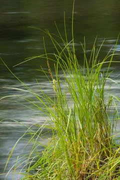 Grass at river's edge Stock Photos