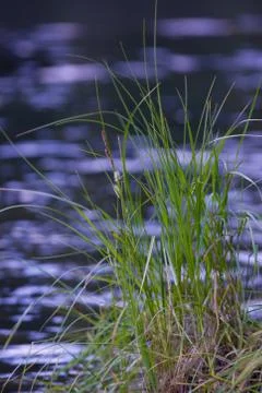 Grass at river's edge Foto stock