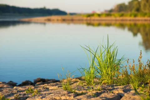 Grass at river's edge Stock Photos
