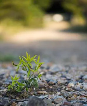 Grass on the road Stock Photos
