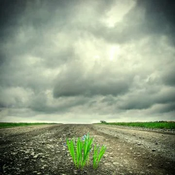 Grass on the Road Stock Photos