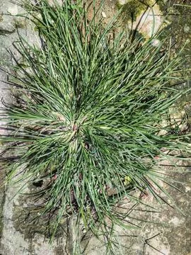 Grass on the road Stock Photos