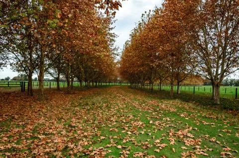 Grass road with two lines of trees in autumn with falling leaves and green gr Foto stock