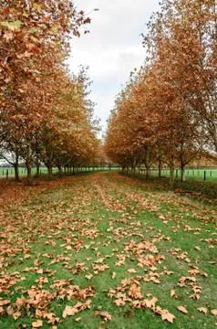 Grass road with two lines of trees in autumn with falling leaves and green gr Foto stock