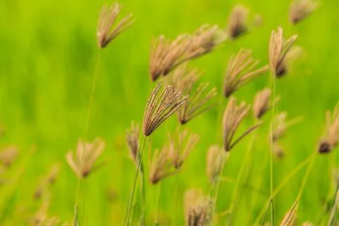 Grass roadside Stock Photos