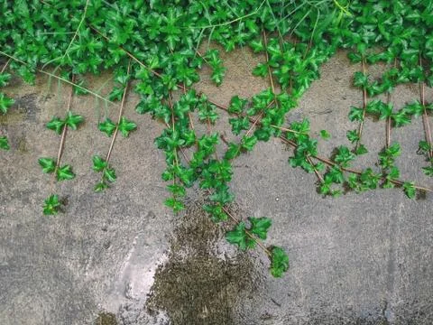 Grass on the roadside Stock Photos