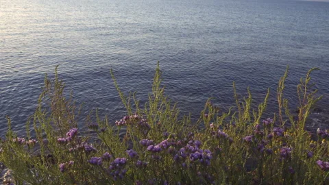 Grass rock bench Video stock 155145813