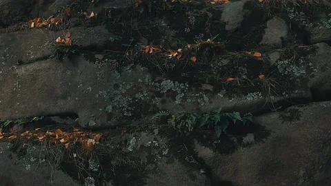 Grass on a rock. Stock Footage 141461972