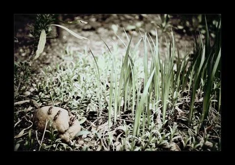 Grass in the rockery Stock Photos