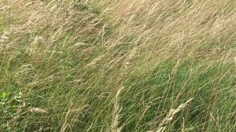 Grass rocking in the wind Full HD Stock Footage 77635049
