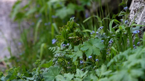 Grass on the rocks. Stock Footage 39506411