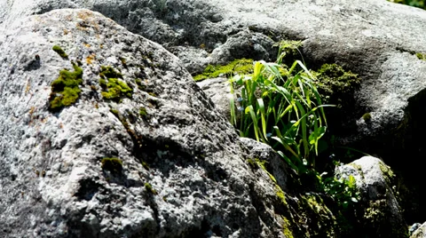 Grass on the rocks. Stock Footage 39506908