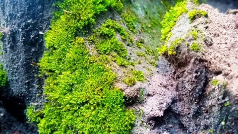 Grass on rocks Stock Footage 296480337