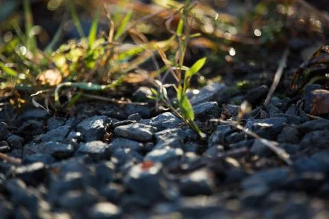 Grass in Rocks Stock Photos