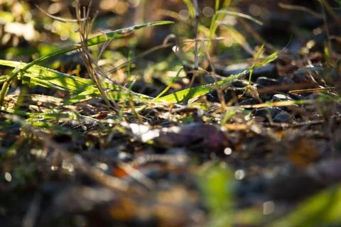 Grass in Rocks Stock Photos