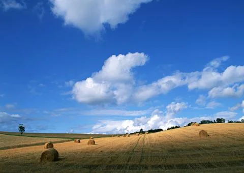 Grass Roll Stock Photos