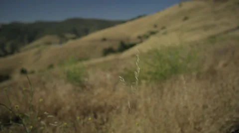 Grass on rolling hills blowing in the wind with rack focus Stockbeeldmateriaal 31741729