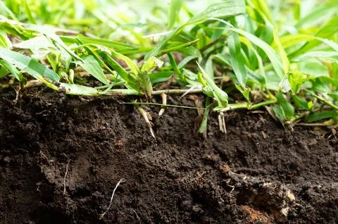 Grass root in ground cut Stock Photos