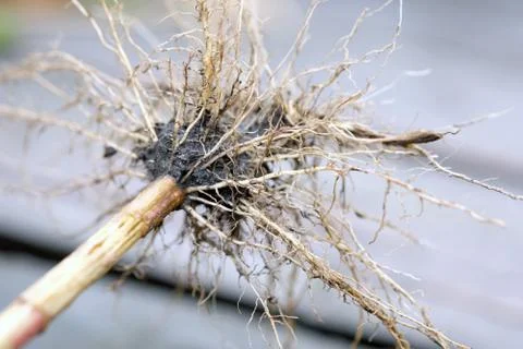 Grass root smeared with damp black earth. Core root on a gray background. Wee Stock Photos