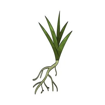 Grass roots illustration Stock Illustration