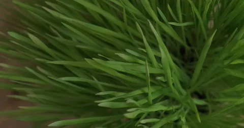 Grass rotation, top view Stock Footage 186726864