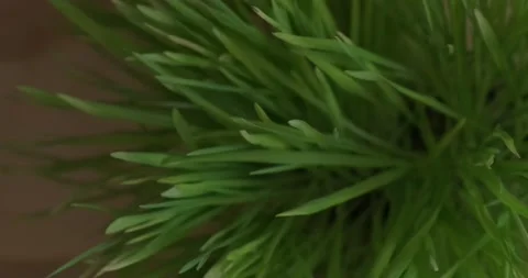 Grass rotation, top view Stock Footage 186727560