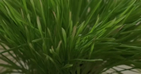 Grass rotation, top view Stock Footage 186728143