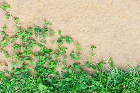 Grass on rough ground. Stock Photos