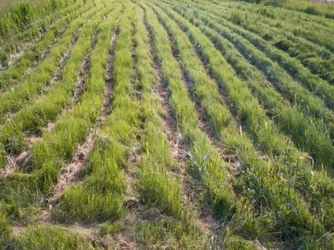 Grass Rows Stock Photos