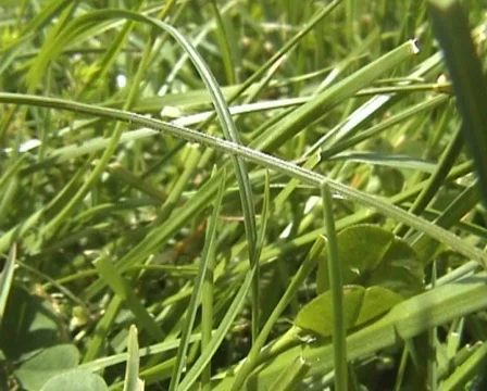 Grass Run Through Video stock 154323