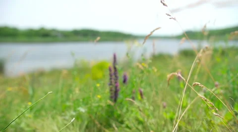 Grass On The Rural Field 動画素材 64753670