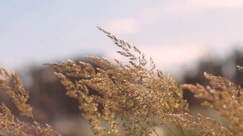 The grass in the Russian field sways in a strong wind 動画素材 72599963
