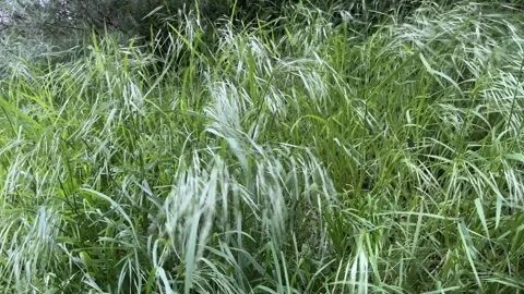 Grass rustling in the wind breeze Stock Footage 242601777