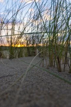 Grass in sand 3 Stock Photos