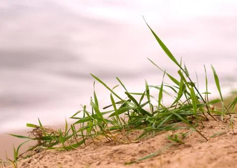 Grass sand beach close up Stock Photos