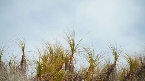 GRASS IN SAND DUNE BLOWING IN THE WIND Stock Footage 253909808