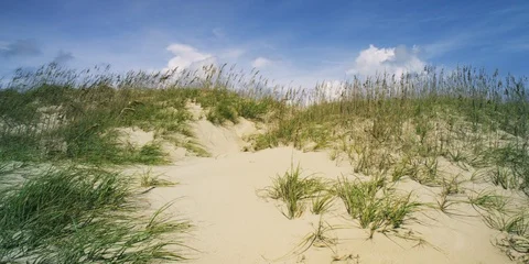 Grass on the sand dune at the coast Stock Footage 103491622