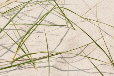 Grass on sand dune Stock Photos