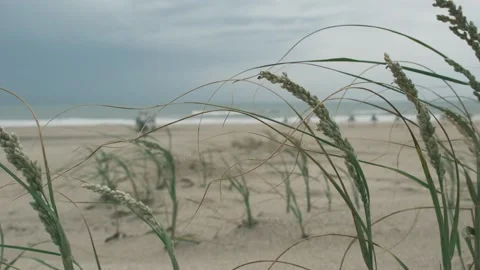 Grass on the sand dunes of the Atlantic coast Argentina Stock Footage 255854350