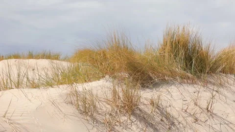 Grass on sand dunes background Video stock 111538515