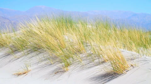 Grass on Sand Dunes 库存影片 906397