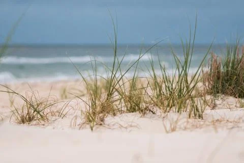 Grass in Sand Dunes Foto stock
