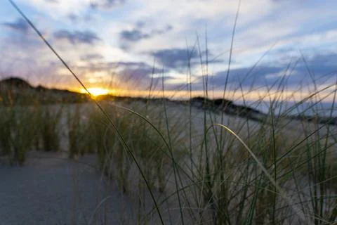 Grass in sand Stock Photos