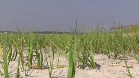 Grass in Sand - Windy Stock Footage 40325541