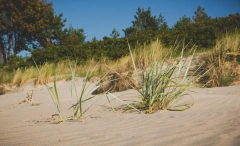 Grass on a sandy beach Stock Photos