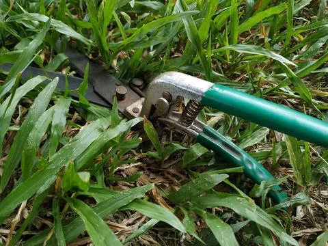 Grass scissors Stock Photos